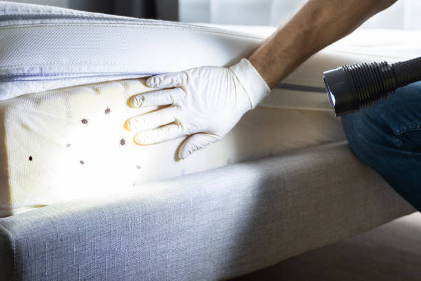 Best Affordable Pest Control Services  in Mansfield, MO